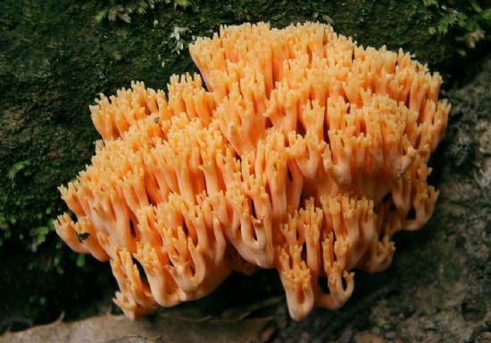 毒蘑菇(有毒的蘑菇)