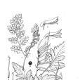 獨活葉紫堇 獨活葉紫堇