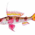 仙魚科 仙魚科