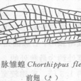曲脈雛蝗 曲脈雛蝗