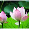 菡萏 菡萏
