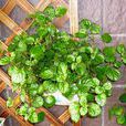 瑞典常春藤(南方香茶菜) 瑞典常春藤(南方香茶菜)