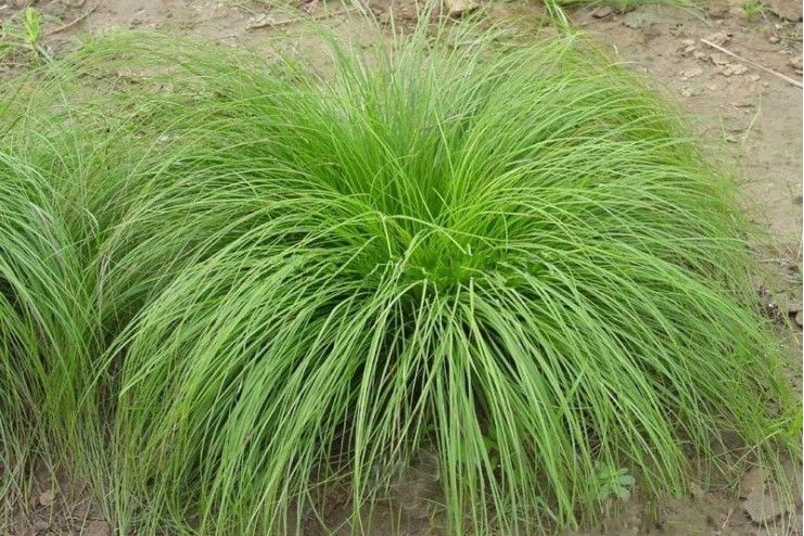 沙生苔草 沙生苔草