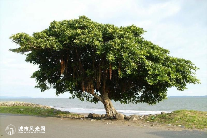 小海南 小海南