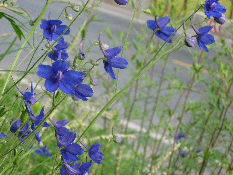 擬藍翠雀花 擬藍翠雀花