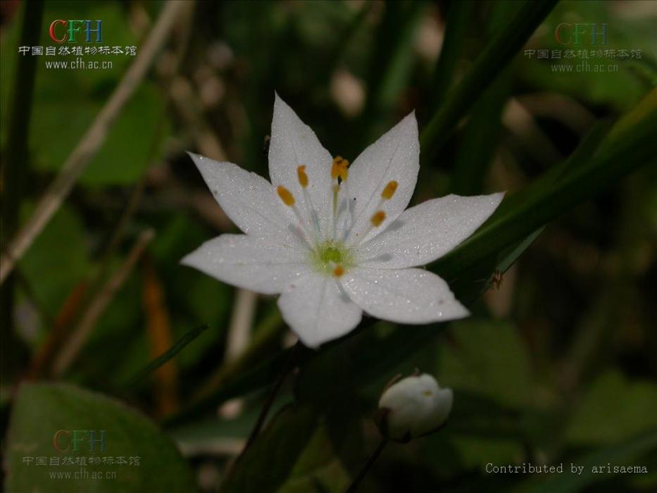 七瓣蓮(報春花科七瓣蓮屬的植物) 七瓣蓮(報春花科七瓣蓮屬的植物)