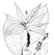 柳葉水麻 柳葉水麻