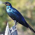 米氏麗椋鳥 米氏麗椋鳥