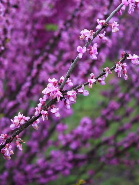 紫桃花 紫桃花