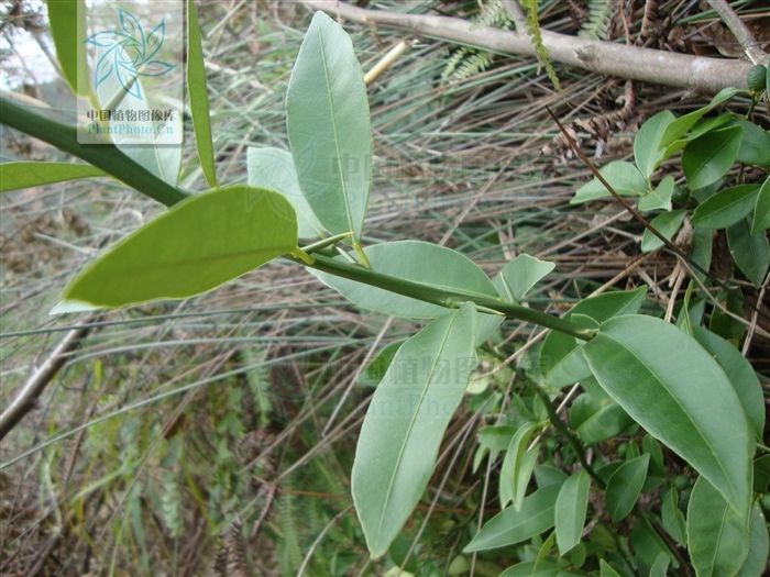 Fortunella hindsii Fortunella hindsii
