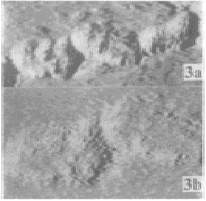 多管藻R-PE的STM圖像（128nm×128nm）