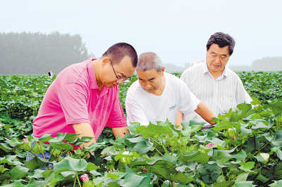 盧懷玉（左一）向棉農傳授植棉技術