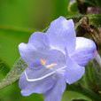 環毛紫雲菜 環毛紫雲菜
