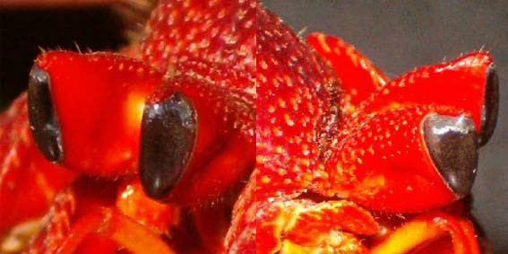 草莓寄居蟹
