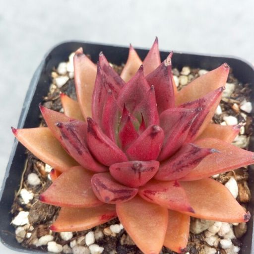 比特(景天科擬石蓮屬植物) 比特(景天科擬石蓮屬植物)