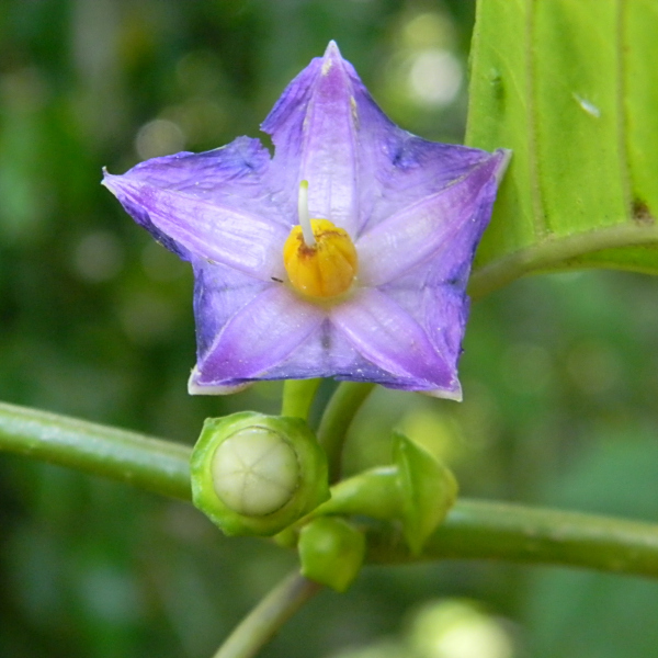 Lycianthes anomala
