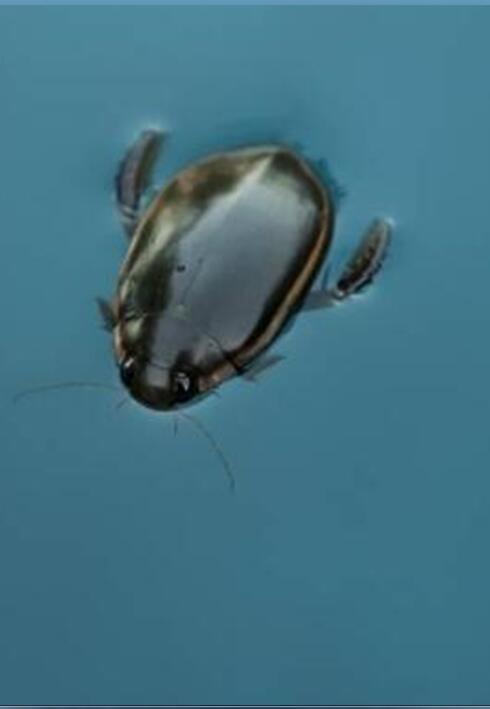 水生甲蟲