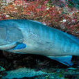 東太平洋石斑魚