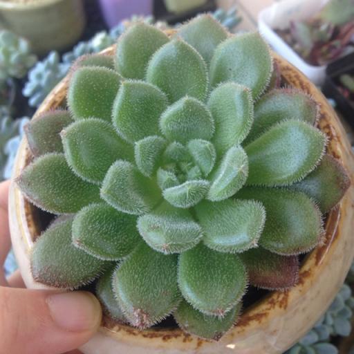卡羅爾(景天科擬石蓮屬植物) 卡羅爾(景天科擬石蓮屬植物)