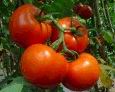 旱地西紅柿-地方特產