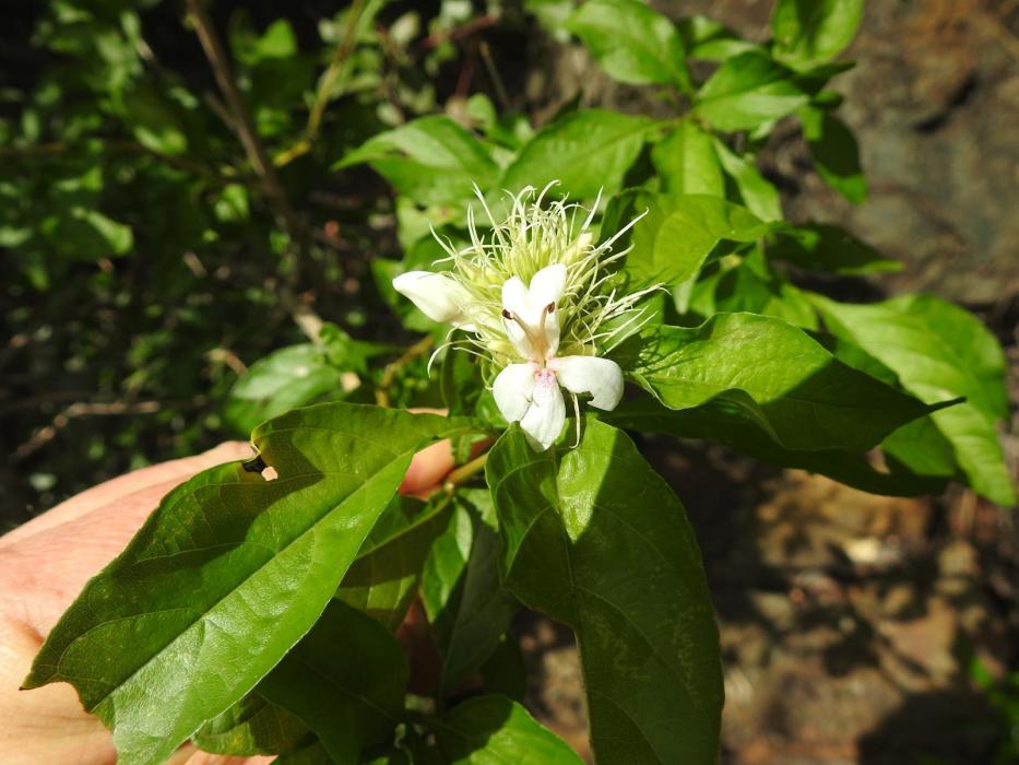 Ruttya ovata