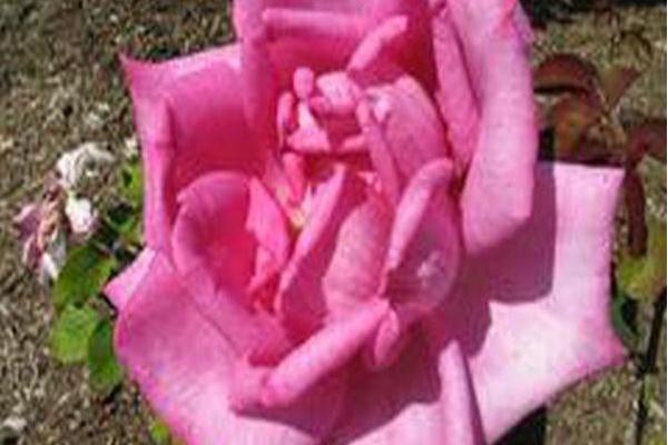 Rosa \x27Korbilant\x27 PAROLE