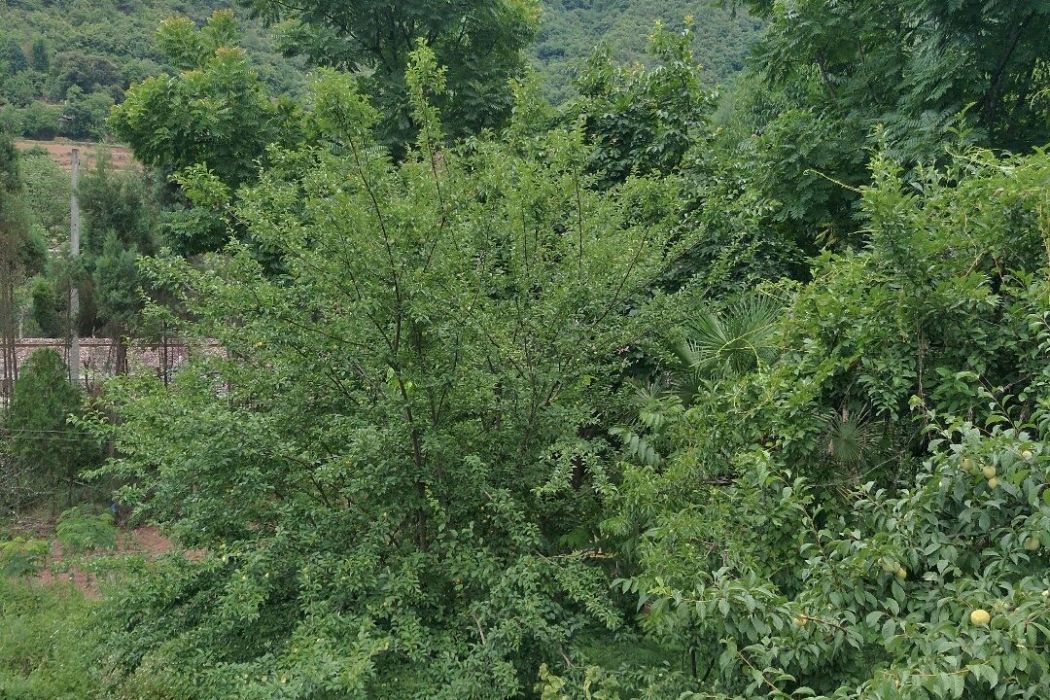 塔石苴村