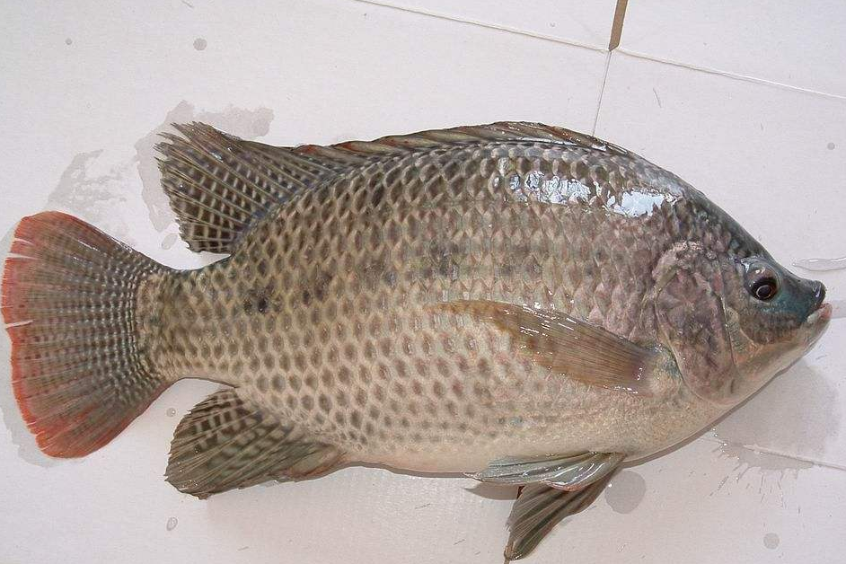 方鯛 方鯛