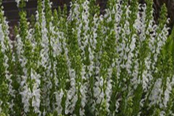 Salvia nemorosa \x27White Profusion\x27 Salvia nemorosa \x27White Profusion\x27