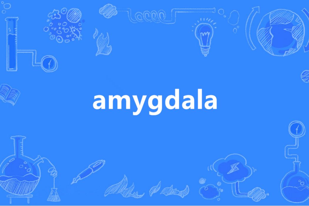 Amygdala(英語單詞) Amygdala(英語單詞)