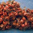 紅蔥(天門冬目鳶尾科植物)