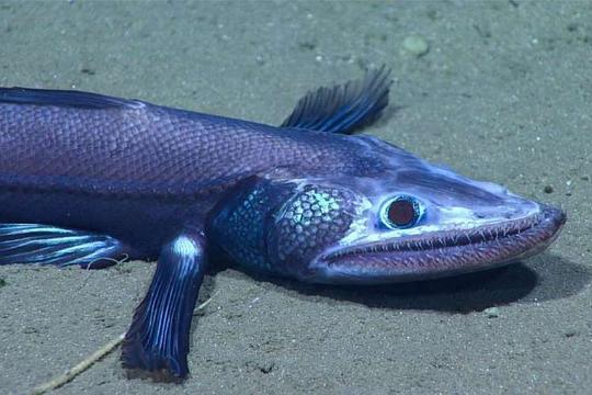艾氏弱蜥魚 艾氏弱蜥魚