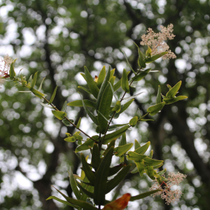Tapeinosperma ateouense