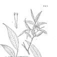 維西柳 維西柳