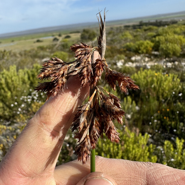 Thamnochortus paniculatus
