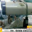 嬰兒被蒸案 嬰兒被蒸案