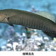 細鱗盔魚