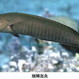 細鱗盔魚 細鱗盔魚