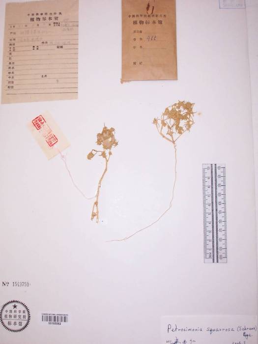 粗糙叉毛蓬 粗糙叉毛蓬