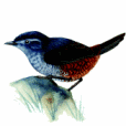 淡喉竄鳥 淡喉竄鳥