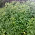 紅陳艾(菊科植物蔞蒿的全草) 紅陳艾(菊科植物蔞蒿的全草)