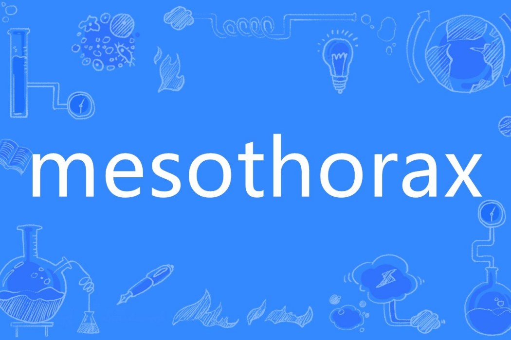 mesothorax mesothorax