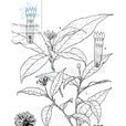 毛花瑞香屬 毛花瑞香屬
