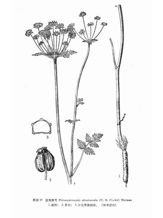 波棱滇芎 波棱滇芎