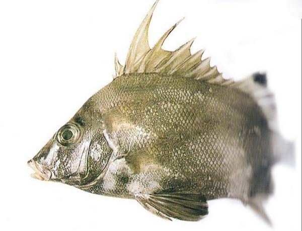 壽魚科 壽魚科