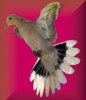 黃頭果鳩 黃頭果鳩