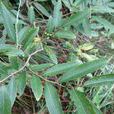 狹葉山胡椒(狹葉山胡椒) 狹葉山胡椒(狹葉山胡椒)