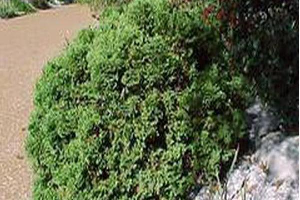 Thuja occidentalis \x27Hetz Midget\x27