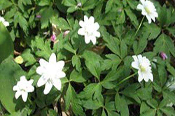 Anemone nemorosa \x27Lychette\x27 Anemone nemorosa \x27Lychette\x27
