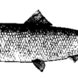 鯡魚籽 鯡魚籽